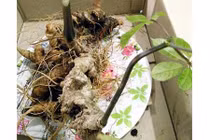 Ngỡ ngàng củ sâm Ngọc Linh khổng lồ giá nửa tỷ