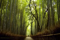 Rừng tre hàng triệu cây thẳng tắp ở Nhật Bản