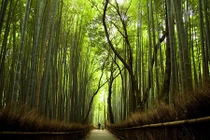 Rừng tre hàng triệu cây thẳng tắp ở Nhật Bản