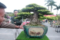 Ngắm cây cảnh mai chiếu thủy tiền tỷ