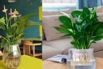 Loại cây lọc sạch không khí lại làm xanh mát ngôi nhà của bạn