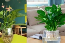 Loại cây lọc sạch không khí lại làm xanh mát ngôi nhà của bạn