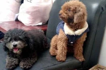 Hội nhà giàu chi 100 USD mỗi lần spa cho thú cưng