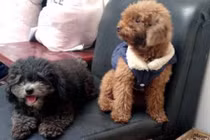 Hội nhà giàu chi 100 USD mỗi lần spa cho thú cưng