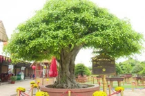 Cặp vạn niên tùng khủng độc bản tại Việt Nam