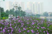 Bất ngờ con đường hoa tím đẹp lãng mạn ven sông Tô Lịch