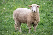 Du khách bị phạt hơn 1.000 USD vì trộm cừu làm BBQ