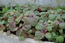 Cách trồng rau dền nấu canh ngày hè, nhà ăn không hết