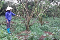 Báo động tình trạng "cam tặc" ở thủ phủ cam Cao Phong