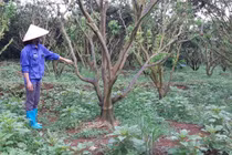 Báo động tình trạng "cam tặc" ở thủ phủ cam Cao Phong