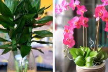 7 loại cây là “nam châm hút tiền“, chớ dại bỏ qua 