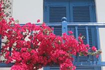 4 loại cây trồng trước nhà đuổi lộc khí, trồng sau nhà may mắn kéo đến