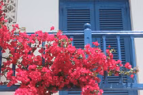 4 loại cây trồng trước nhà đuổi lộc khí, trồng sau nhà may mắn kéo đến