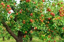 5 giấc mơ báo hiệu tương lai rộng mở, cuộc đời sang trang mới