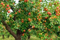 5 giấc mơ báo hiệu tương lai rộng mở, cuộc đời sang trang mới