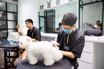 Dịch vụ đón thú cưng đi tắm, giải khuây cho chó mèo 'đắt hàng' mùa dịch