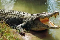 Video: Ngư dân bị cả trăm con cá sấu bao vây trong đêm tối