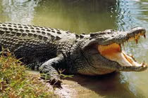 Video: Ngư dân bị cả trăm con cá sấu bao vây trong đêm tối