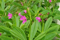 Thế giới săn lùng Việt Nam bỏ đi vì nghĩ cỏ dại