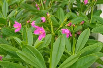 Thế giới săn lùng Việt Nam bỏ đi vì nghĩ cỏ dại