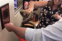 Thấy trăn trốn sau máy tính, “thánh nữ văn phòng” hành động bất ngờ