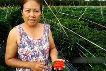 Cận cảnh: Vườn ớt công nghệ cao trĩu quả nhiều hơn lá