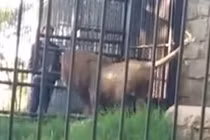 Video: Suýt mất cánh tay vì cả gan thò tay vào chuồng sư tử