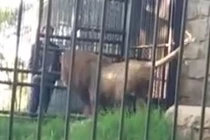 Video: Suýt mất cánh tay vì cả gan thò tay vào chuồng sư tử