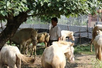 Ngựa bạch, lợn rừng, dúi, thỏ... mới là "mốt" đắt hàng dịp tết