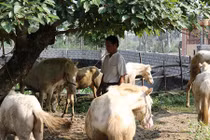 Ngựa bạch, lợn rừng, dúi, thỏ... mới là "mốt" đắt hàng dịp tết