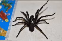 Nhện độc tràn vào nhà dân Úc sau lũ lớn