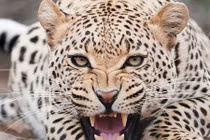 Kinh hoàng bé trai 3 tuổi bị báo đốm ăn thịt