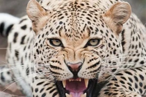 Kinh hoàng bé trai 3 tuổi bị báo đốm ăn thịt