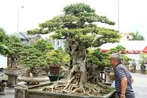 Ngắm cây sanh "tiên lão giáng trần" triệu đô gây sửng sốt giới chơi cây