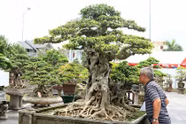 Ngắm cây sanh "tiên lão giáng trần" triệu đô gây sửng sốt giới chơi cây