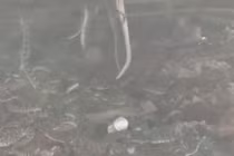 Video: Rùng mình phát hiện bầy rắn bò lúc nhúc bên dưới cabin gỗ