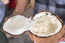 Dừa sáp đi máy bay sang Úc bán giá 600 nghìn đồng/quả