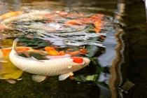 Thú chơi sưu tầm cá Koi tiền tỷ