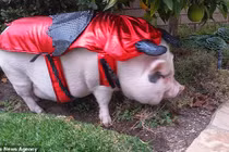 Chú lợn sang chảnh nhất thế giới với đồ hiệu giá ngàn đô