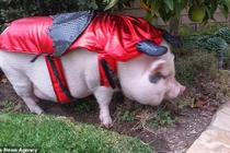 Chú lợn sang chảnh nhất thế giới với đồ hiệu giá ngàn đô