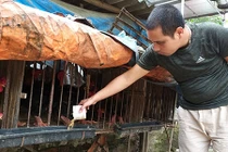 Tất bật chăm gà tiến vua, gà 9 cựa phục vụ Tết nguyên đán