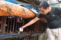 Tất bật chăm gà tiến vua, gà 9 cựa phục vụ Tết nguyên đán