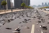 Những hiện tượng lạ tưởng chỉ có trong... cổ tích