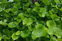 Thứ rau dại nhưng được ví như “sâm xanh” giúp dưỡng gan thận