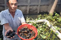 Chàng Robinson giữa ốc đảo, cách làm giàu 'độc' nhất tỉnh Thái Bình