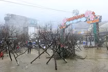 Video: Xuýt xoa chợ đào rừng trong giá rét ở Sa Pa