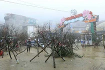 Video: Xuýt xoa chợ đào rừng trong giá rét ở Sa Pa