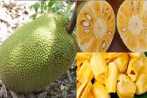 Mẹo chọn mít ngon, chín cây, không tẩm hóa chất