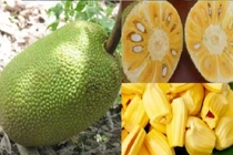 Mẹo chọn mít ngon, chín cây, không tẩm hóa chất