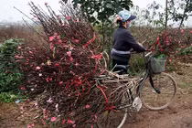 Đào nở sai thời điểm, rớt giá, nông dân Nhật Tân ngồi trên đống lửa